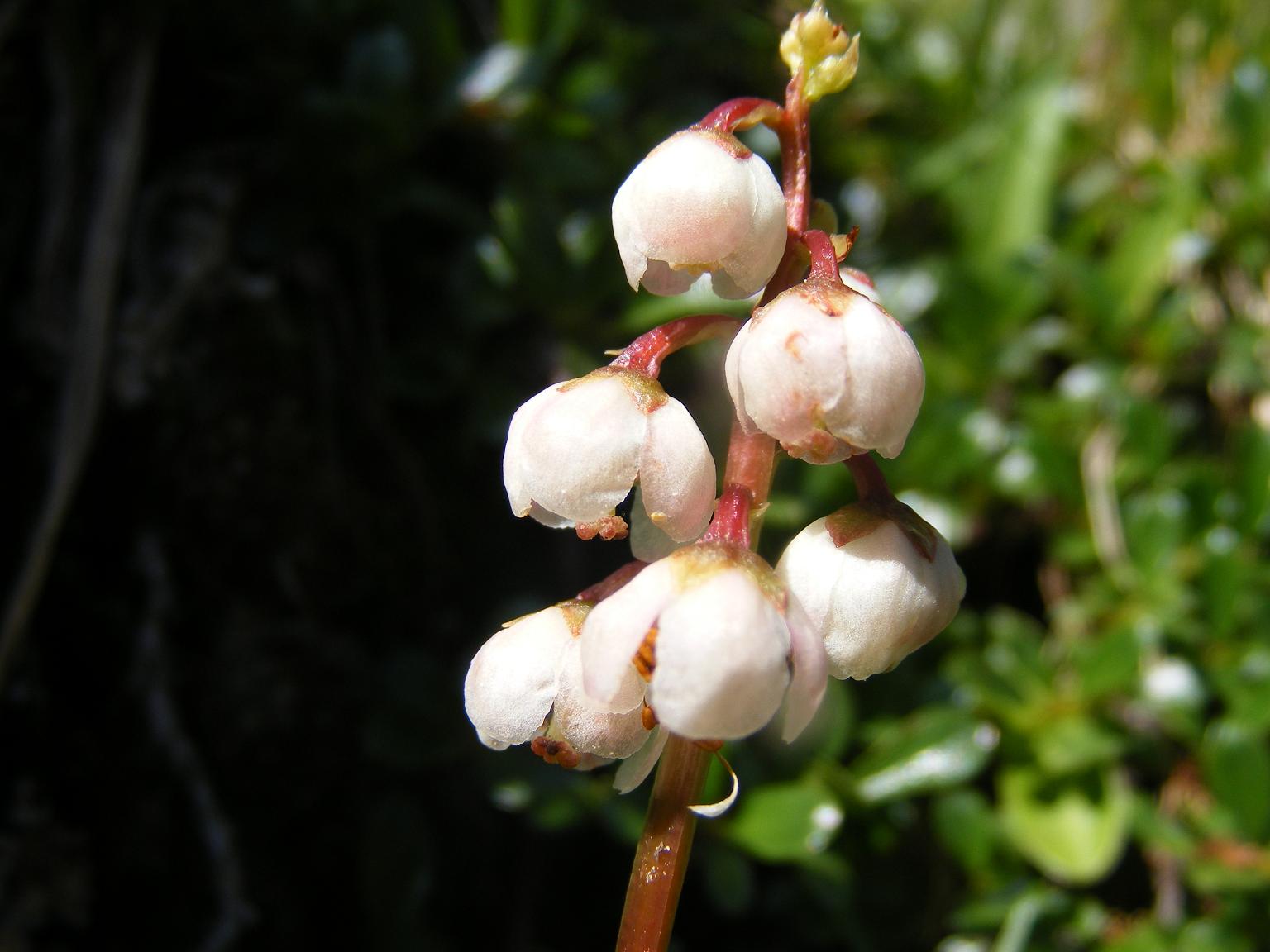 Sentieri ferrati, sentieri fioriti: i fiori dell''Albiolo